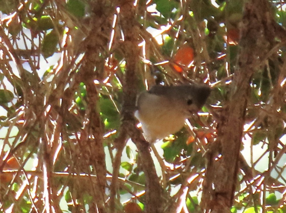 Oak Titmouse - ML643786622