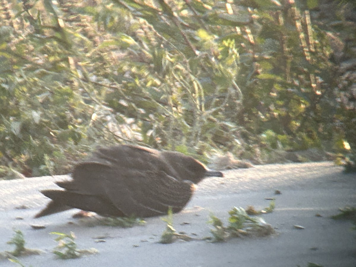Parasitic Jaeger - ML643786625