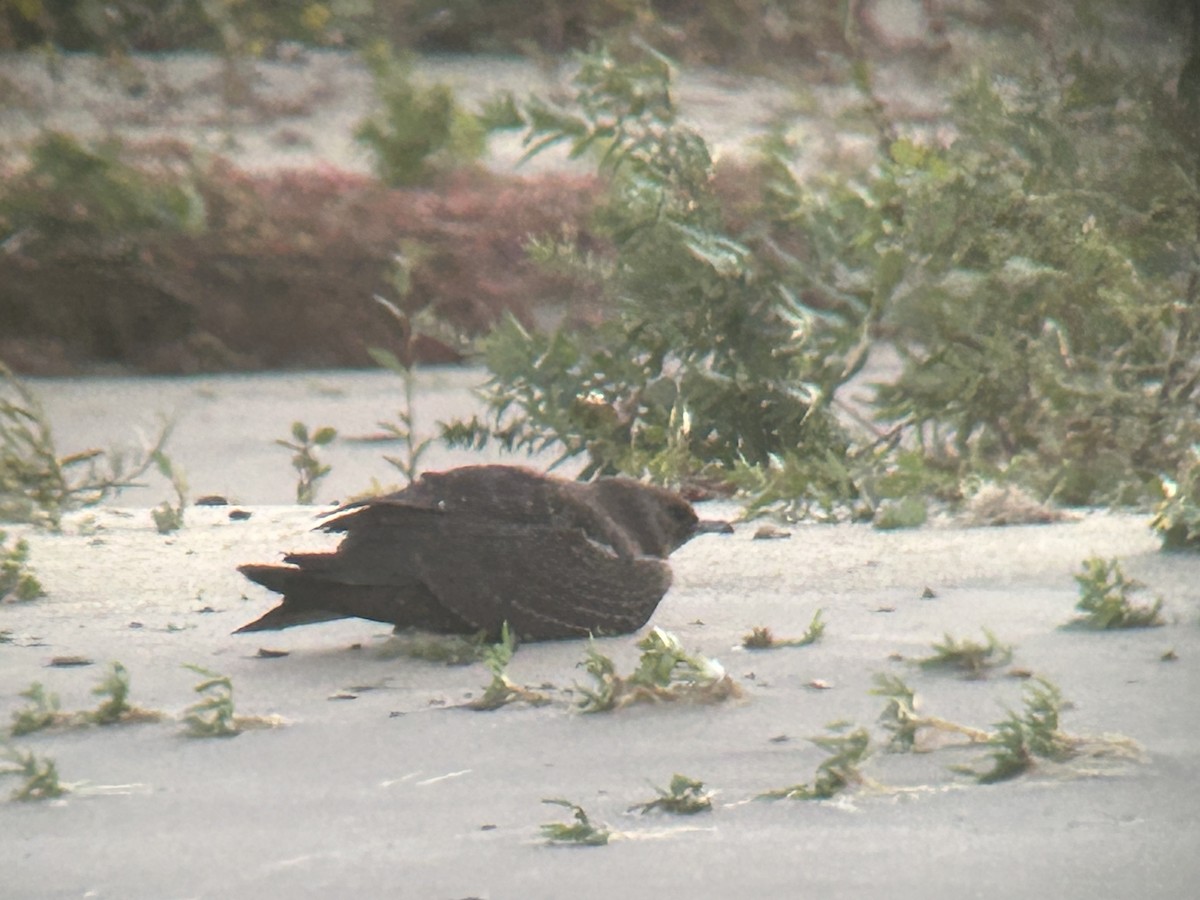 Parasitic Jaeger - ML643786626