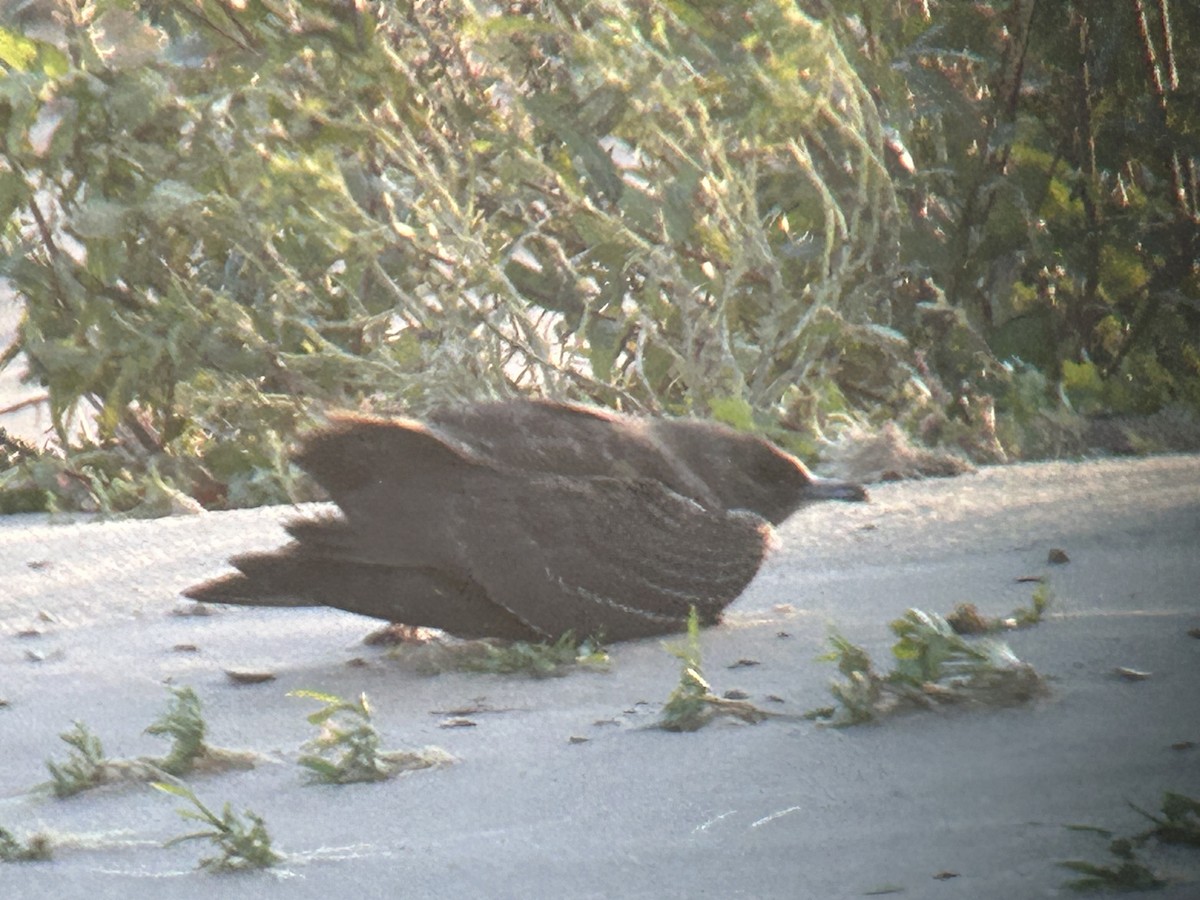 Parasitic Jaeger - ML643786627