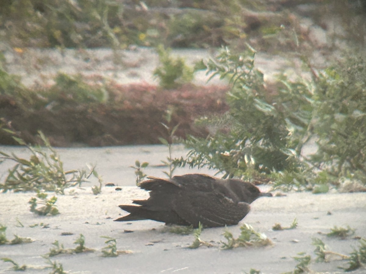 Parasitic Jaeger - ML643786628