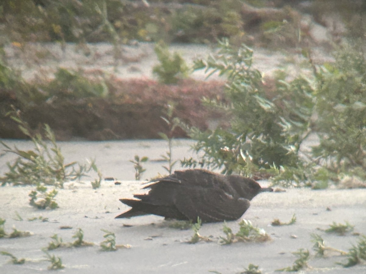 Parasitic Jaeger - ML643786629