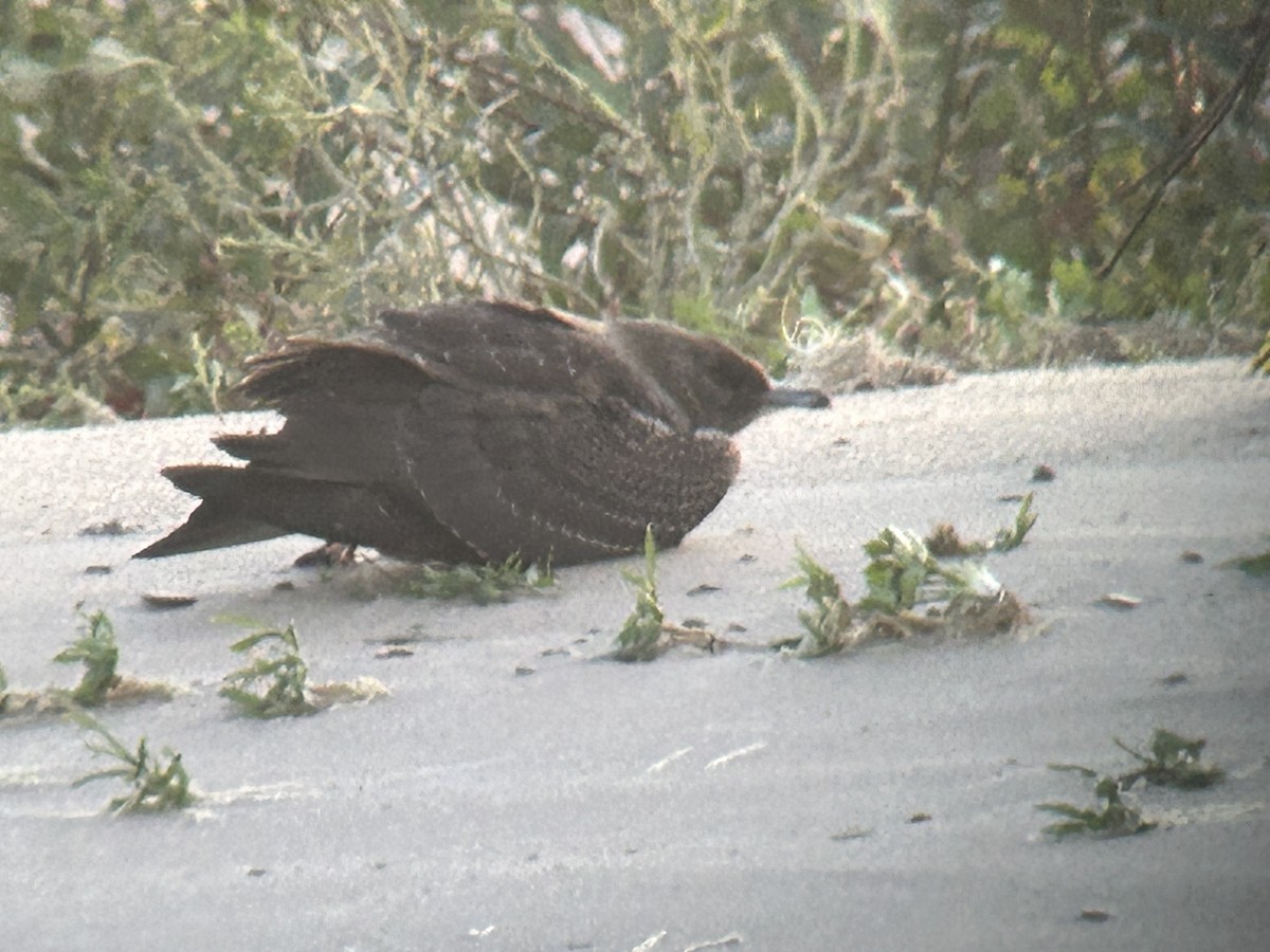 Parasitic Jaeger - ML643786630