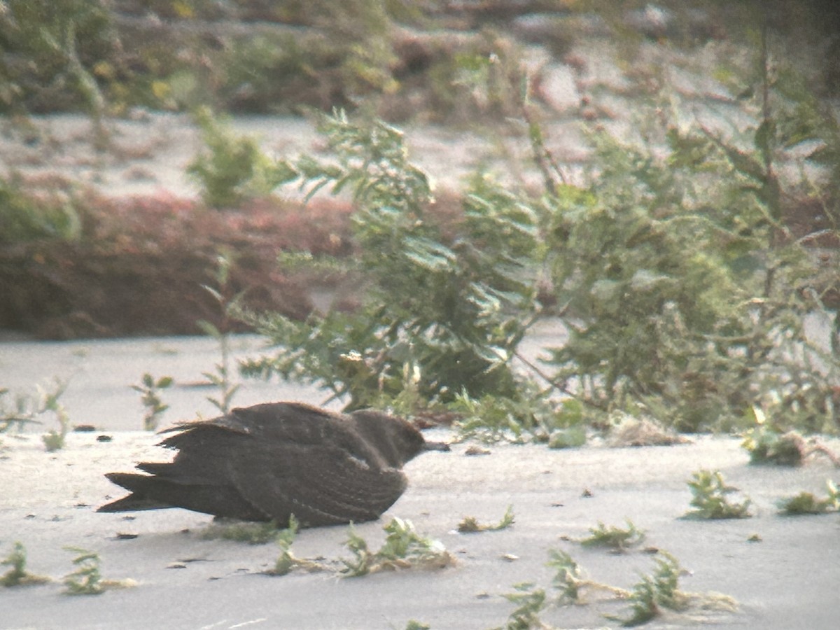 Parasitic Jaeger - ML643786631