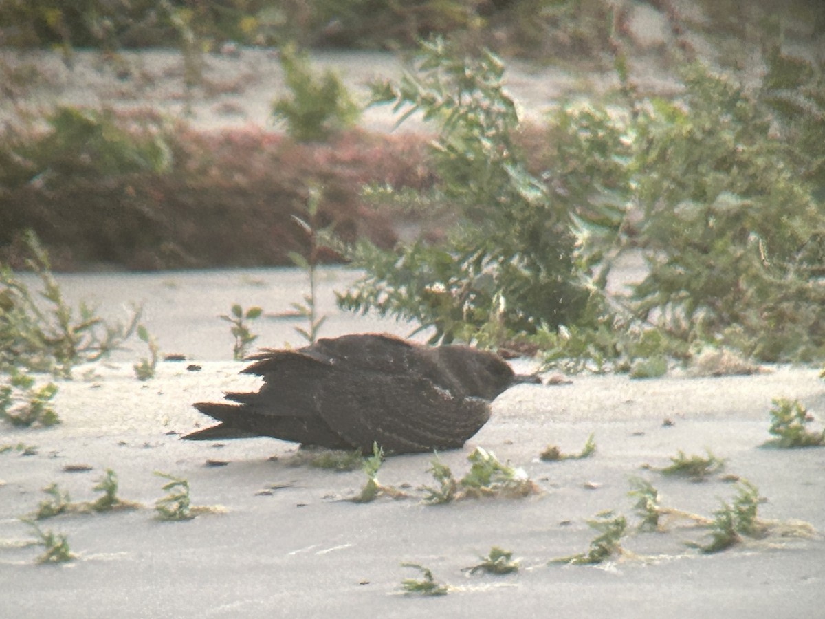 Parasitic Jaeger - ML643786632