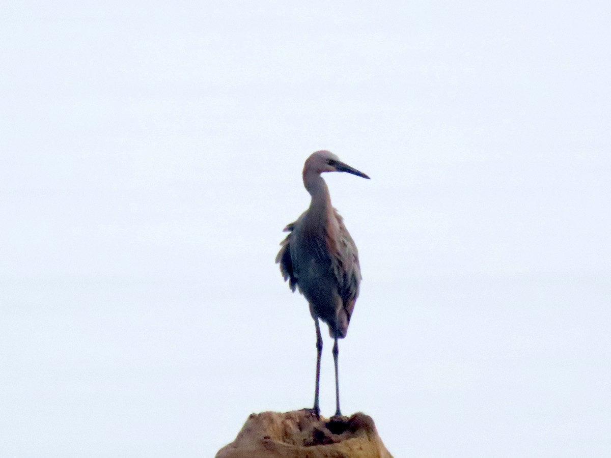 Reddish Egret - ML643786633