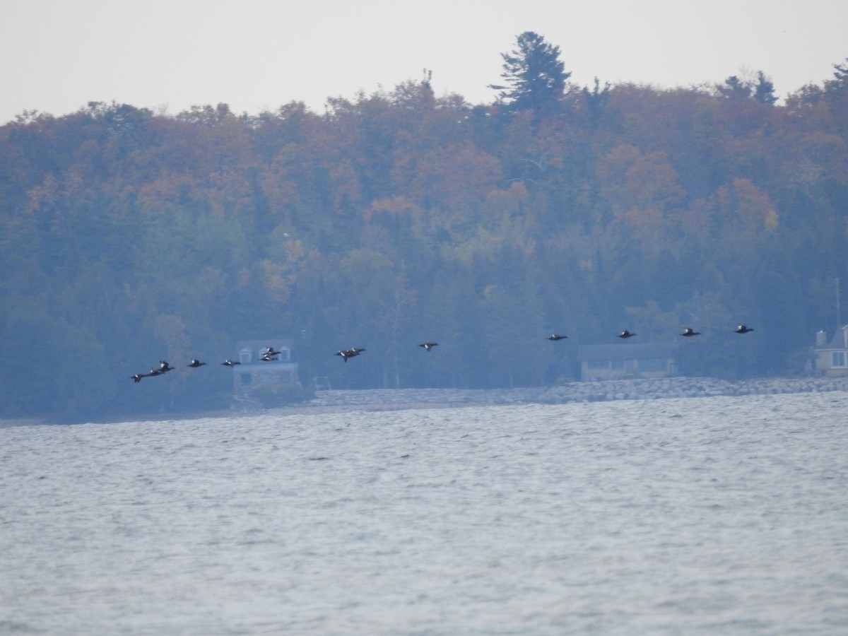 White-winged Scoter - ML643786646