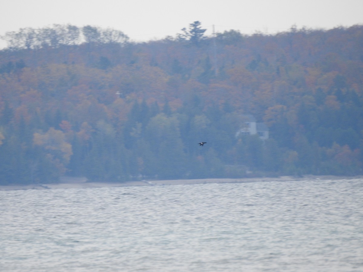 White-winged Scoter - ML643786647