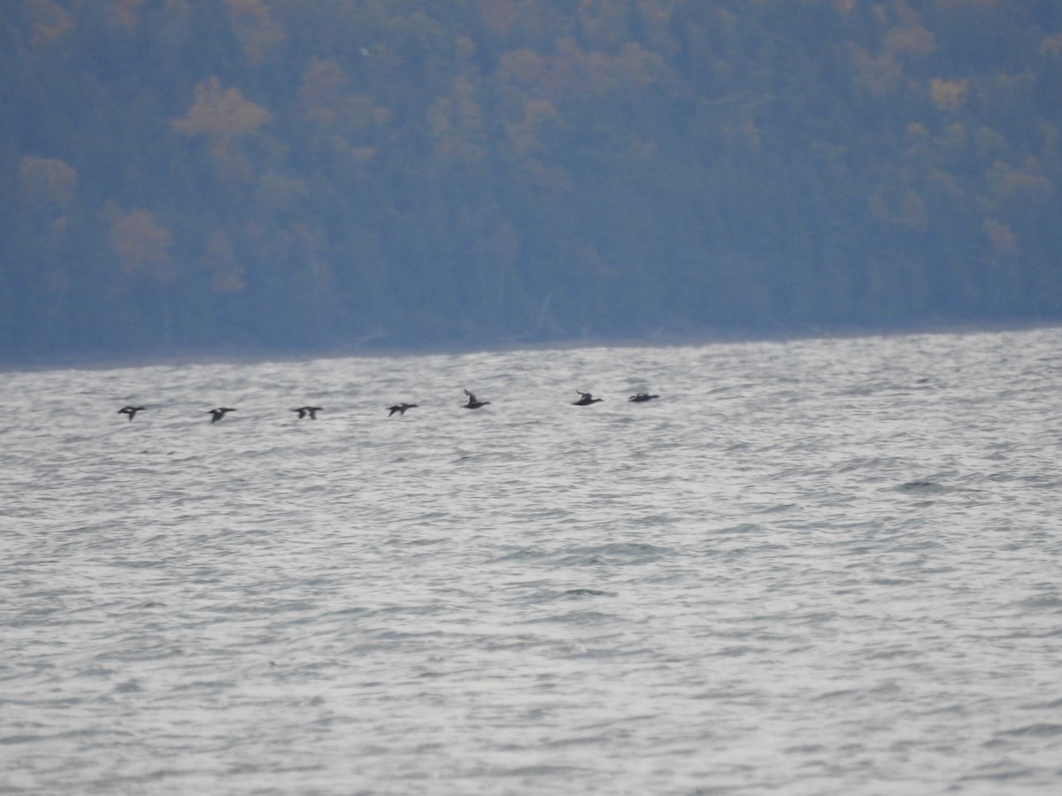 White-winged Scoter - ML643786648