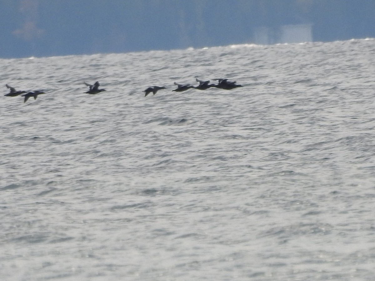 White-winged Scoter - ML643786650