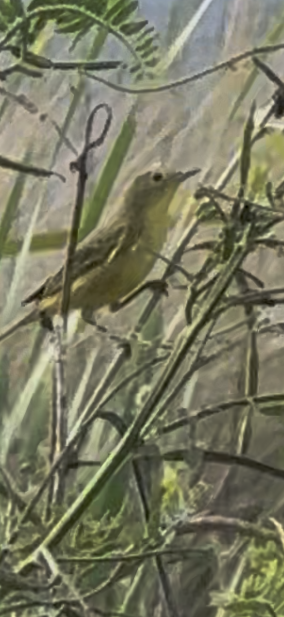 Orange-crowned Warbler - ML643786658