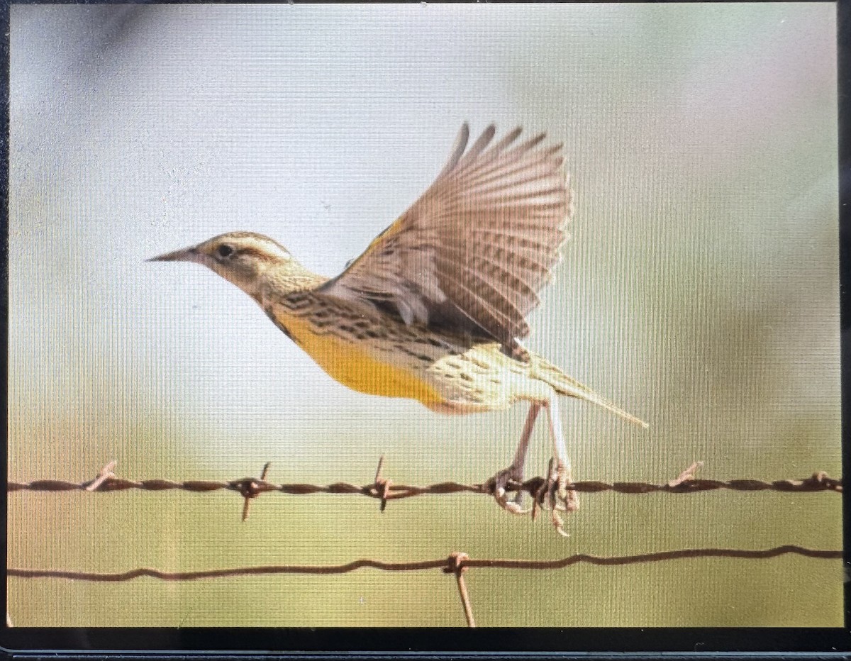 Western Meadowlark - ML643786660