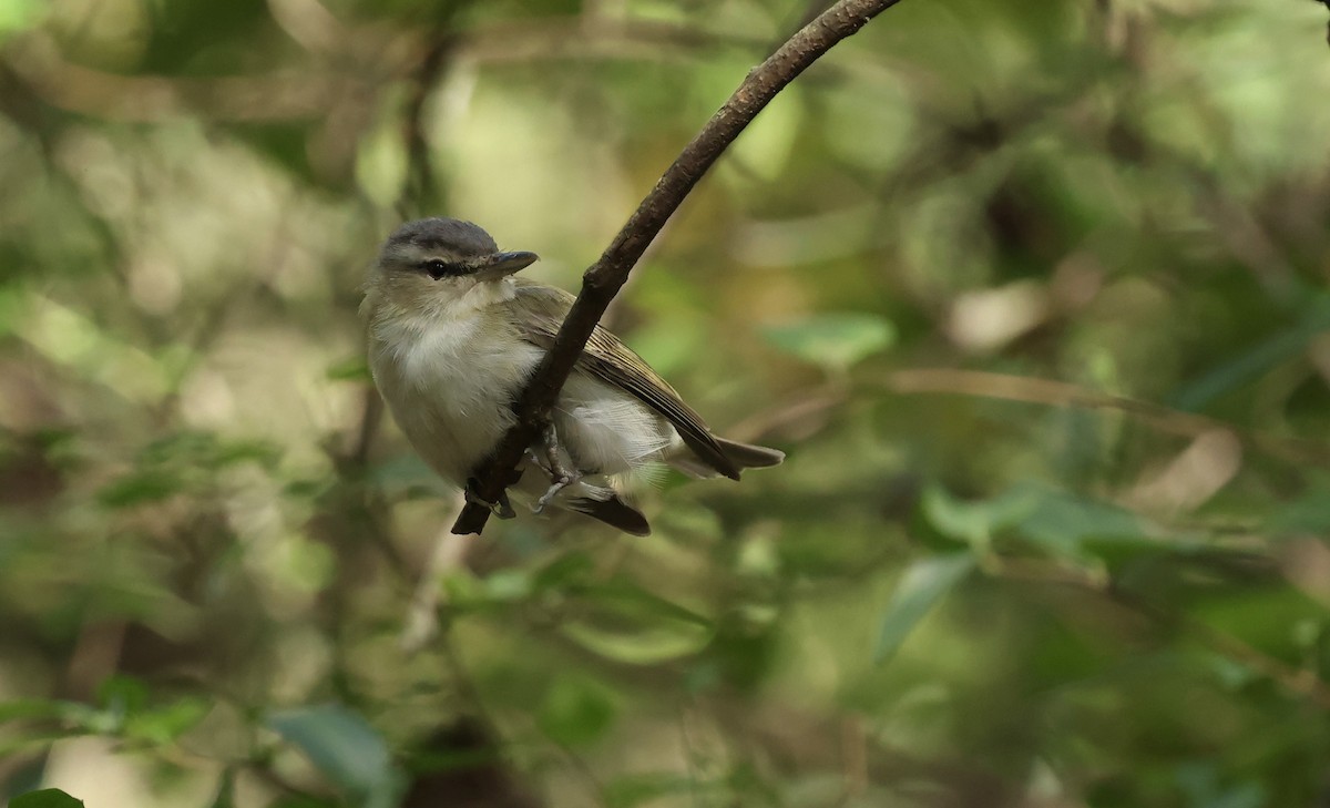 Vireo occhirossi - ML643786667