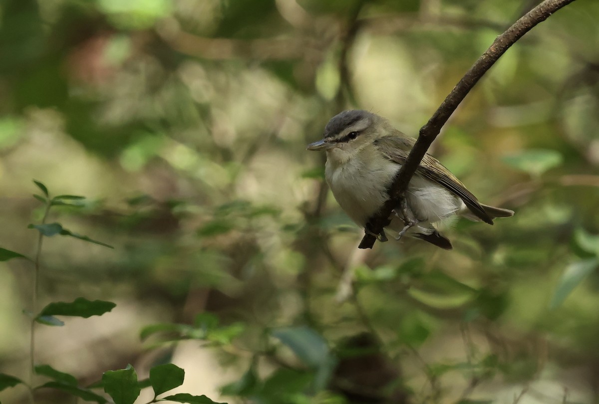 Vireo occhirossi - ML643786668
