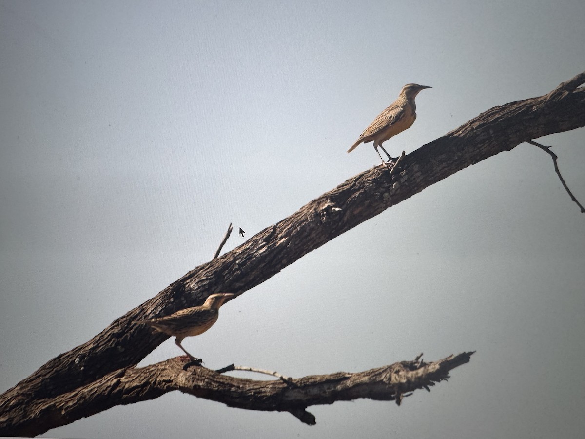 Eastern Meadowlark - ML643786671