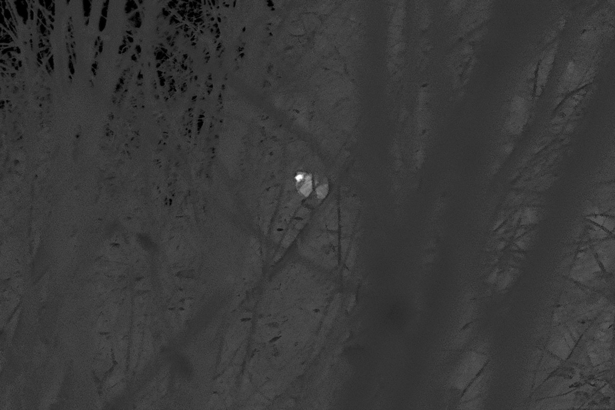 kragejerpe - ML643786677