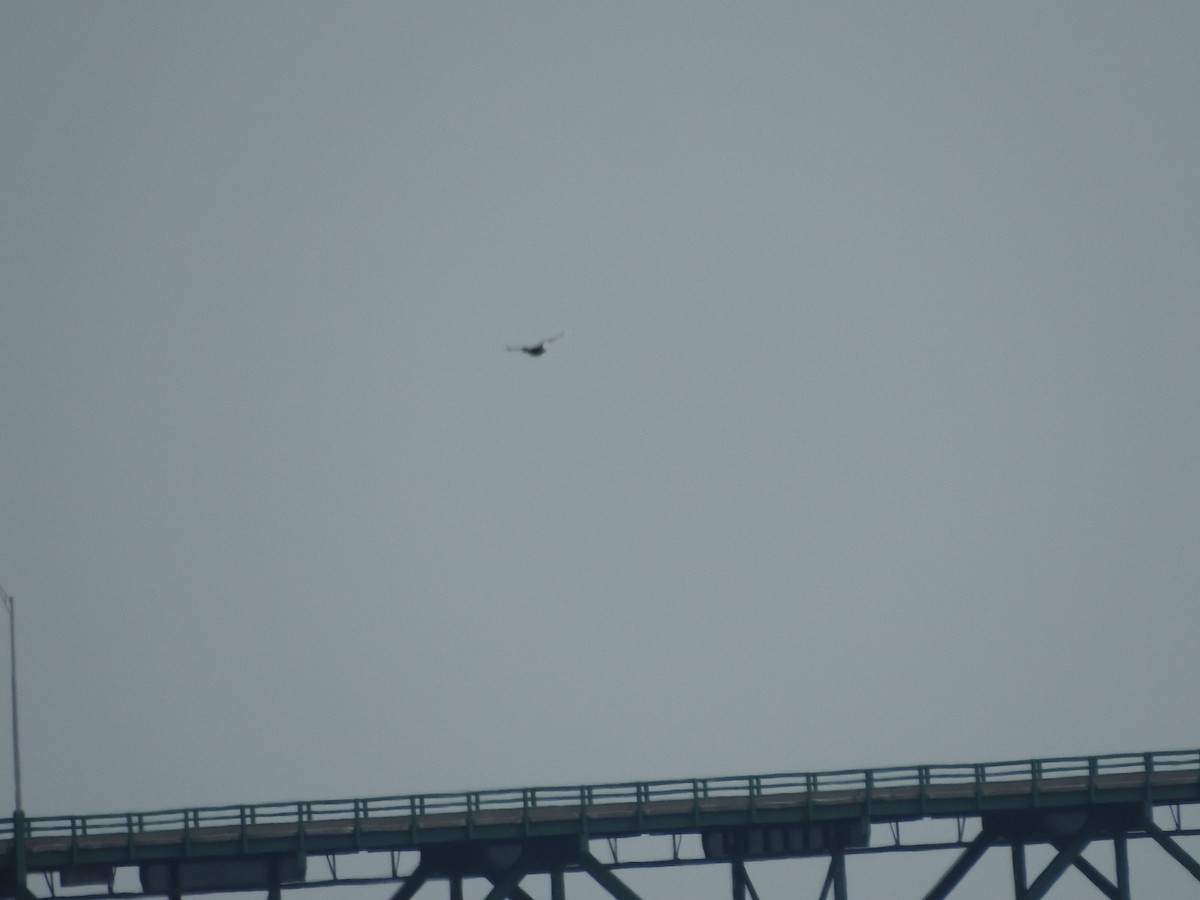 Алаг шунгаач - ML643786685