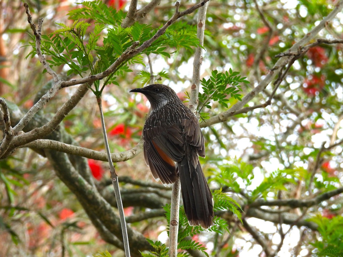 Little Wattlebird - ML643786693