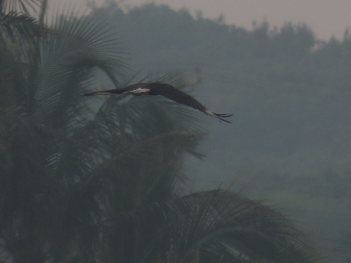 Caracara huppé (cheriway) - ML643786697