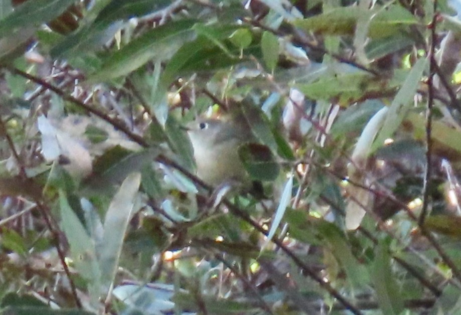 Ruby-crowned Kinglet - ML643786699