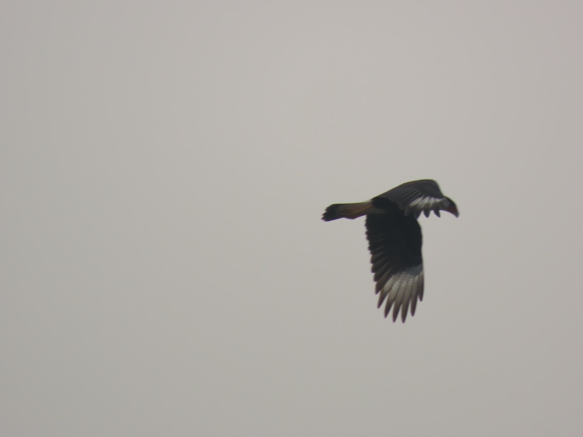 Caracara huppé (cheriway) - ML643786701