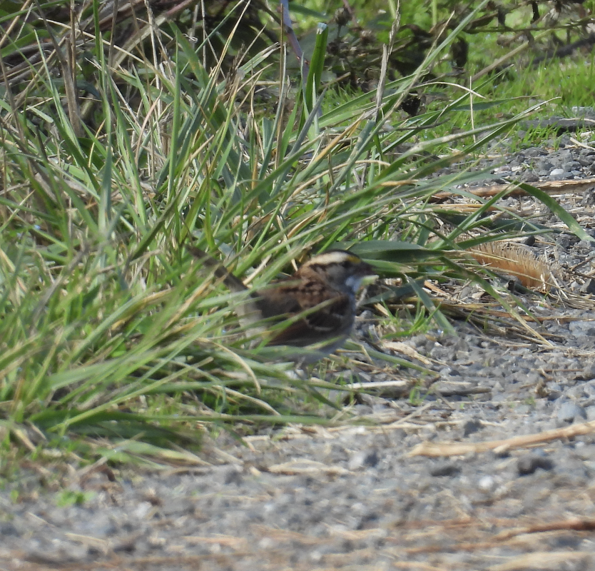 White-throated Sparrow - ML643786707
