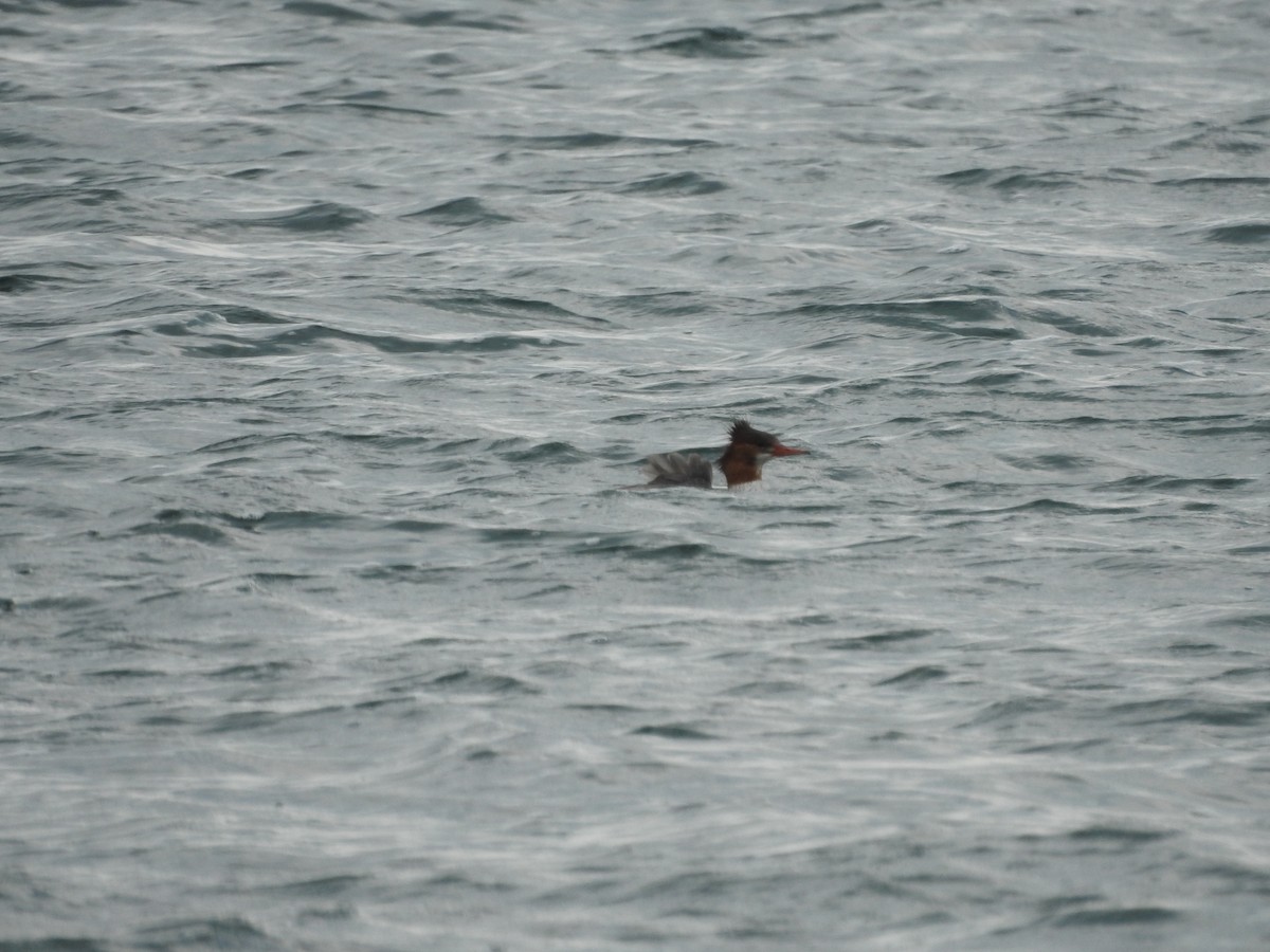 Хумхин бохио - ML643786708