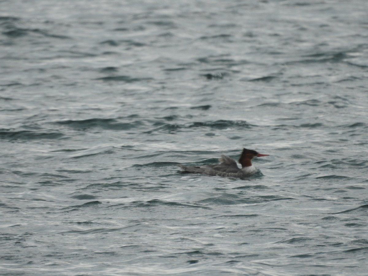 Хумхин бохио - ML643786709