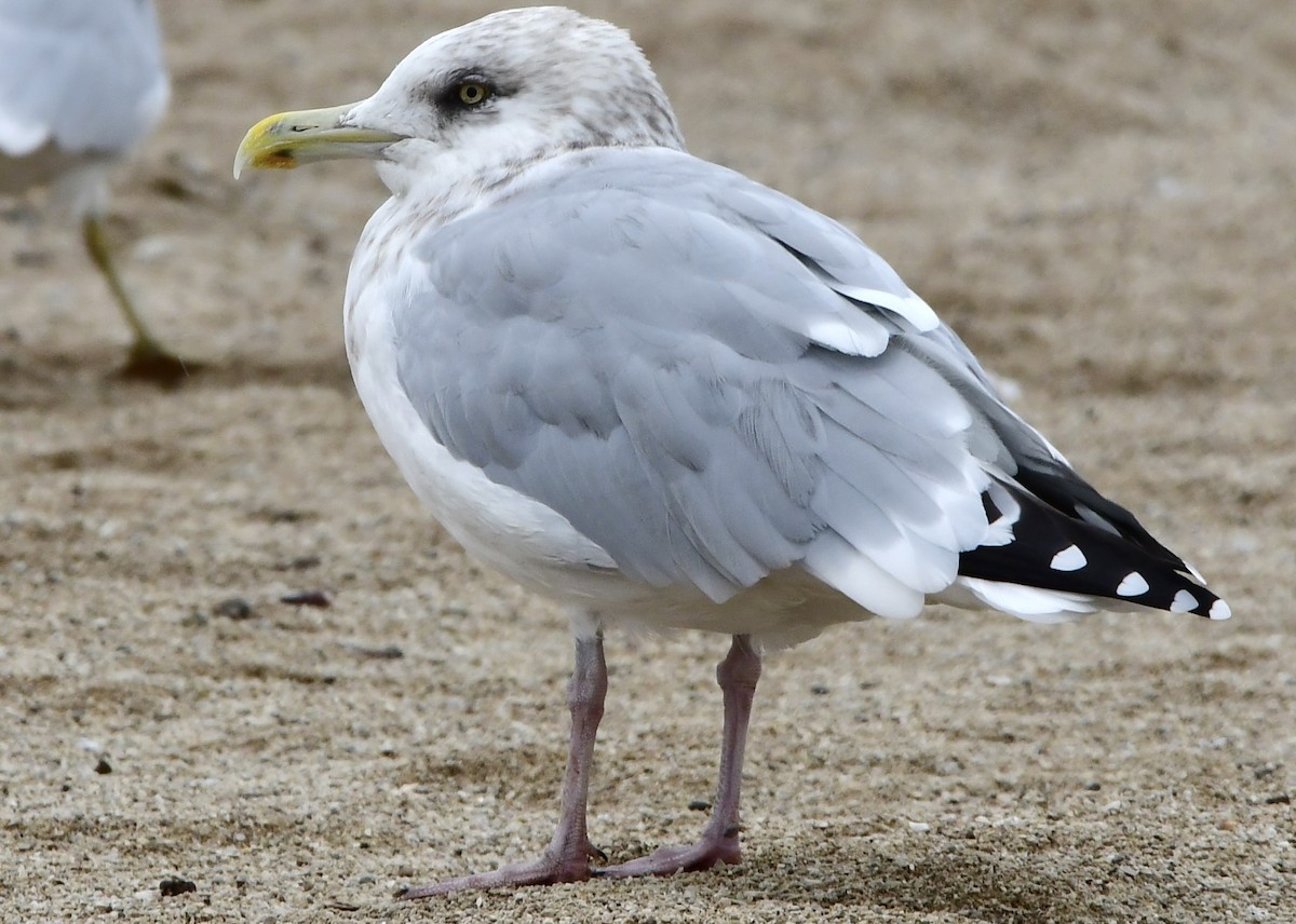 American Herring Gull - ML643786715