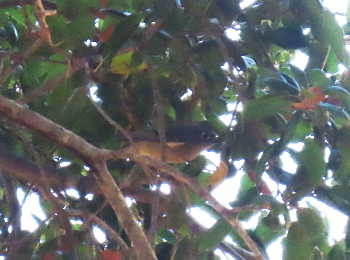 Ruby-crowned Kinglet - ML643786725