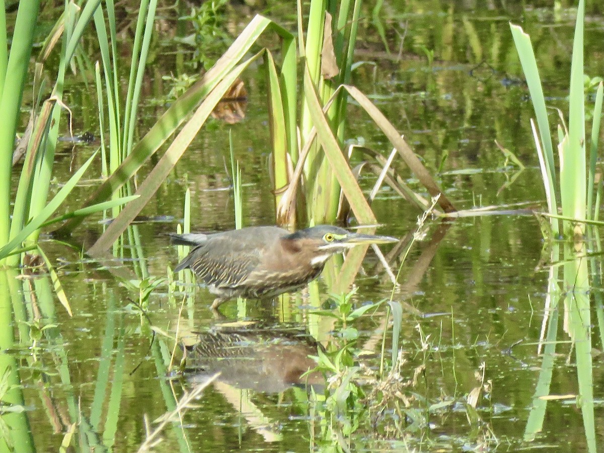Green Heron - ML643786731