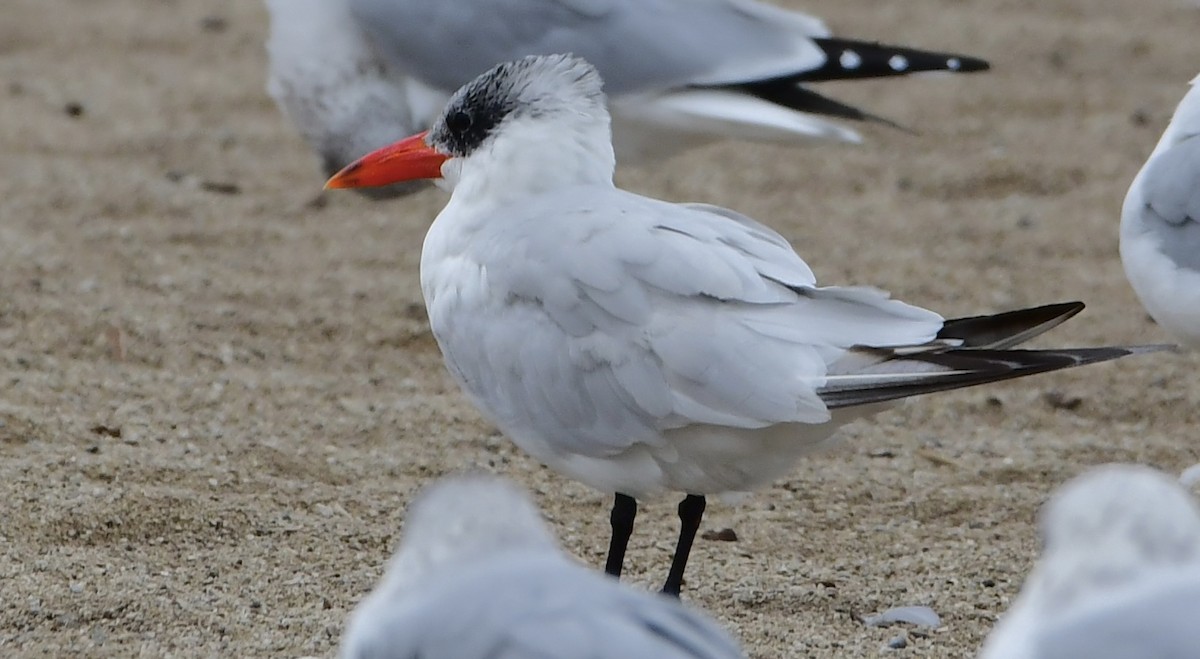 Caspian Tern - ML643786732