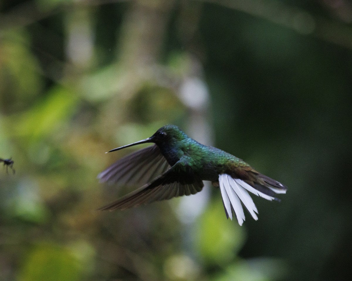 Green-backed Hillstar - ML643786757