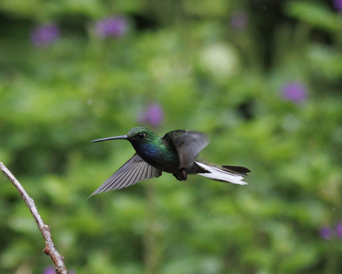 Green-backed Hillstar - ML643786762