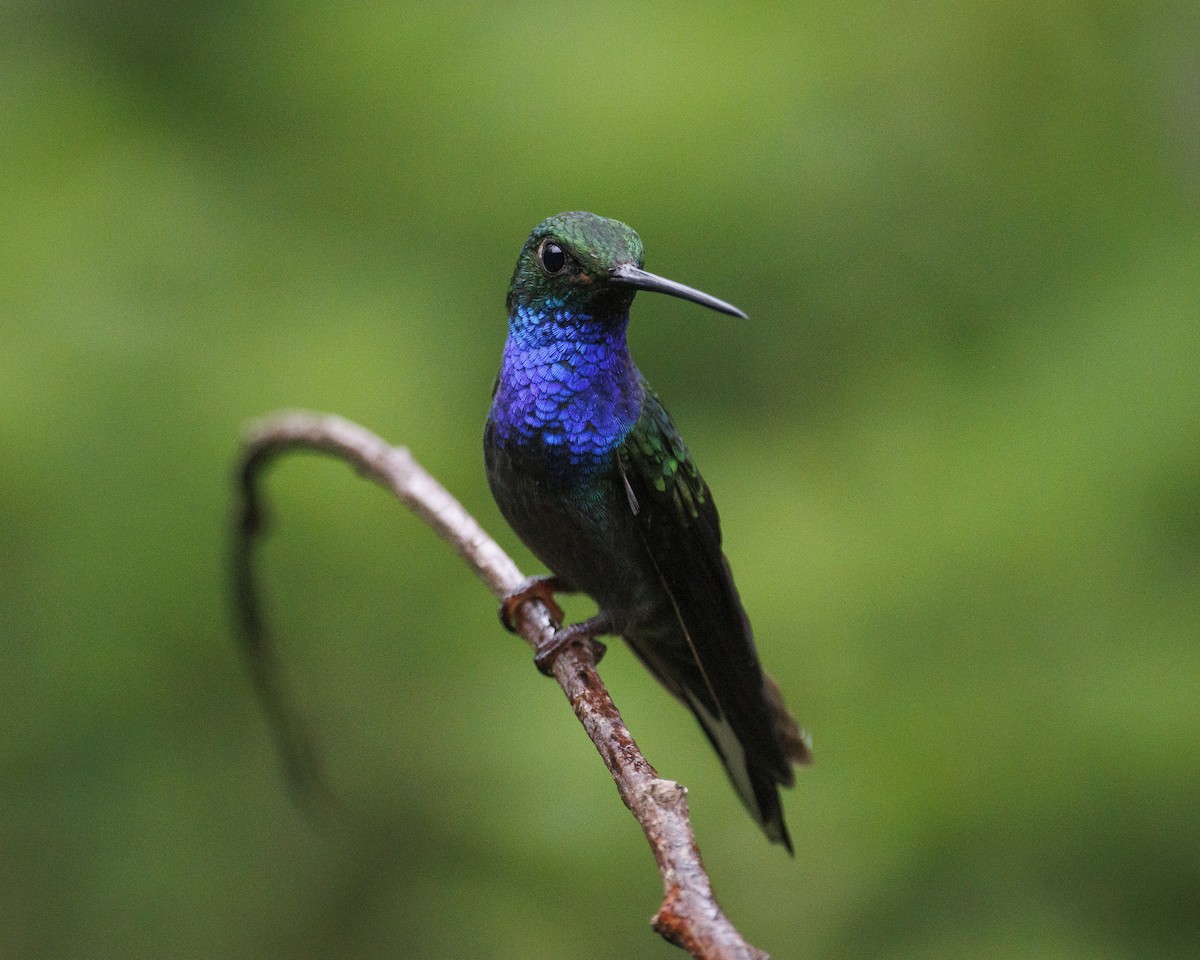 Green-backed Hillstar - ML643786763