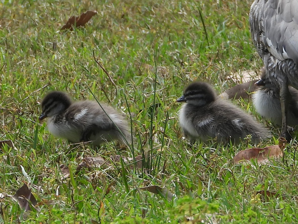 Maned Duck - ML643786769