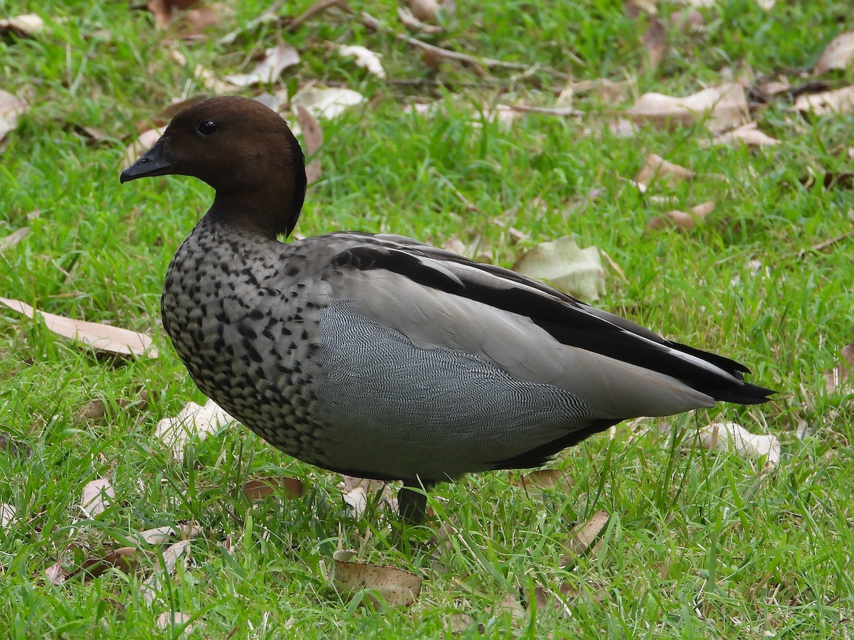 Maned Duck - ML643786770