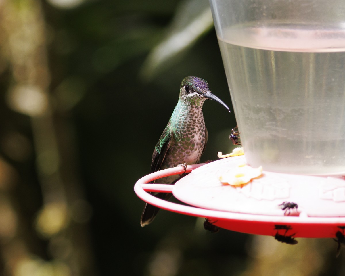 Violet-fronted Brilliant - ML643786771