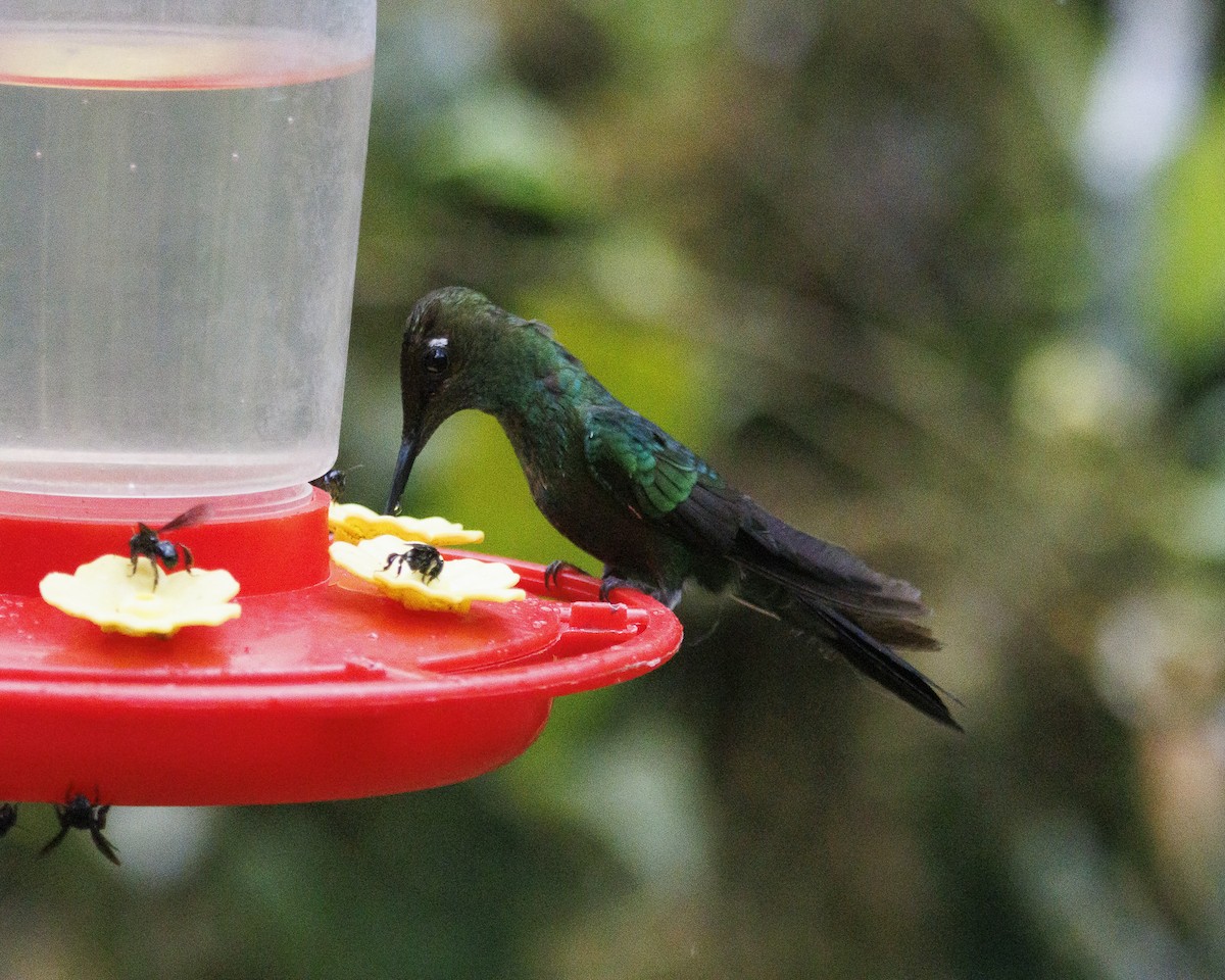 Violet-fronted Brilliant - ML643786772