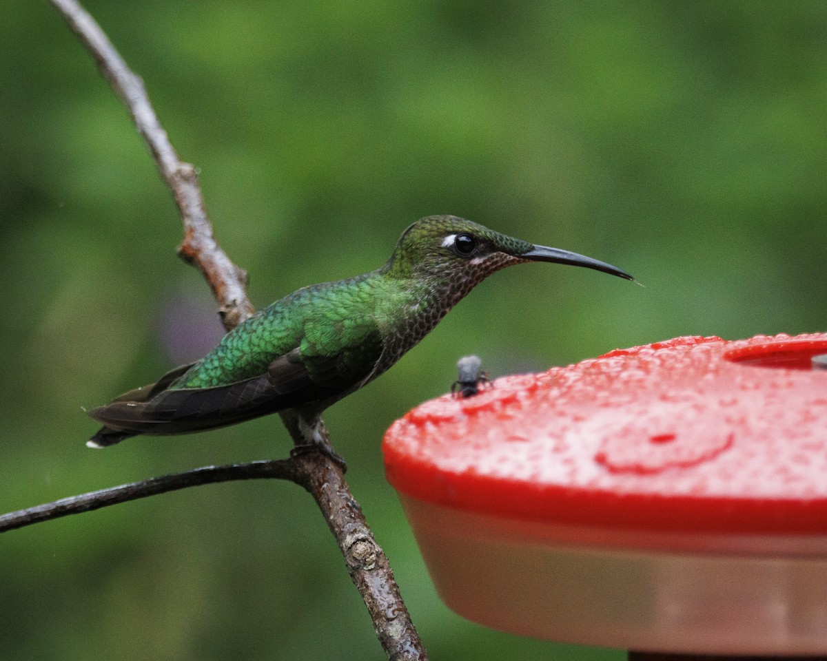 Violet-fronted Brilliant - ML643786773