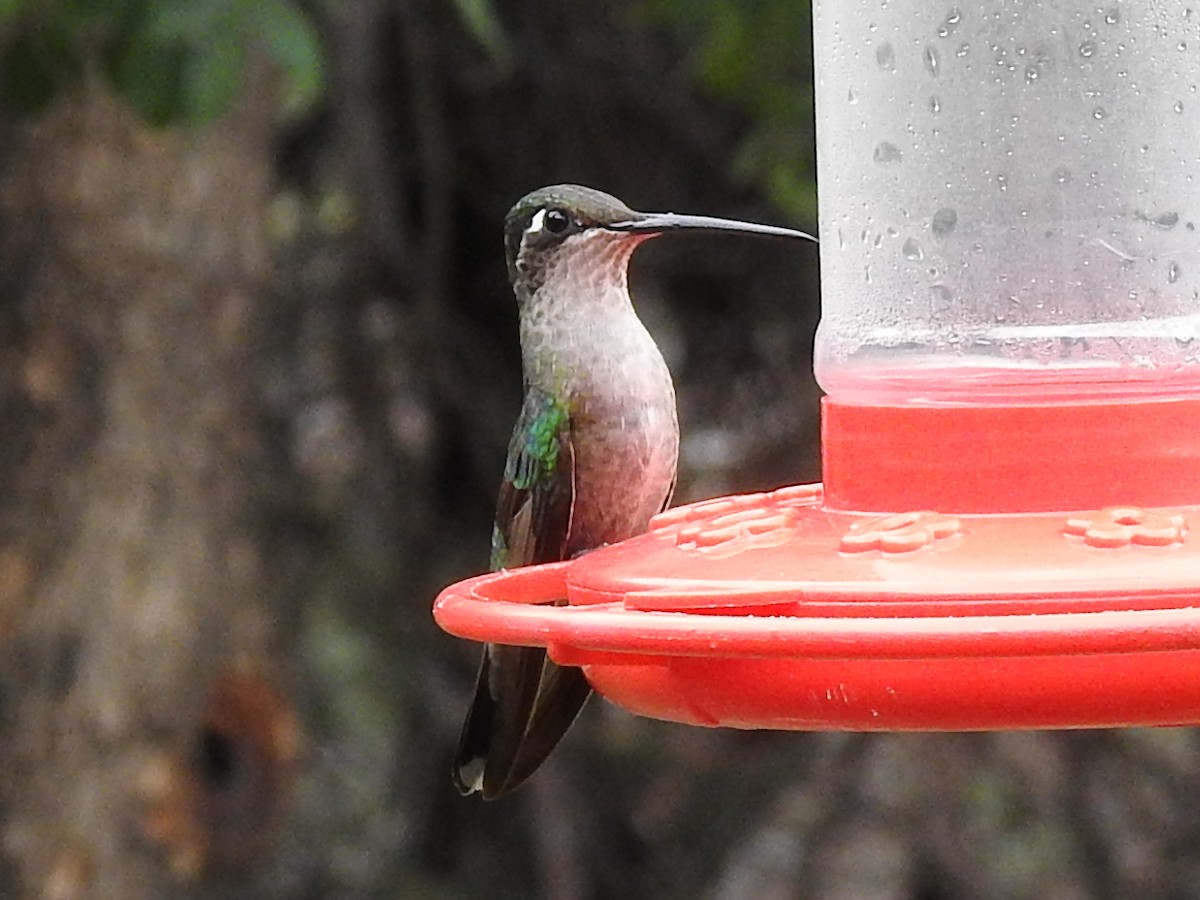 Rivoli's Hummingbird - ML643786774