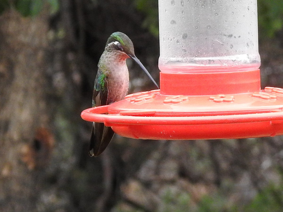Rivoli's Hummingbird - ML643786784