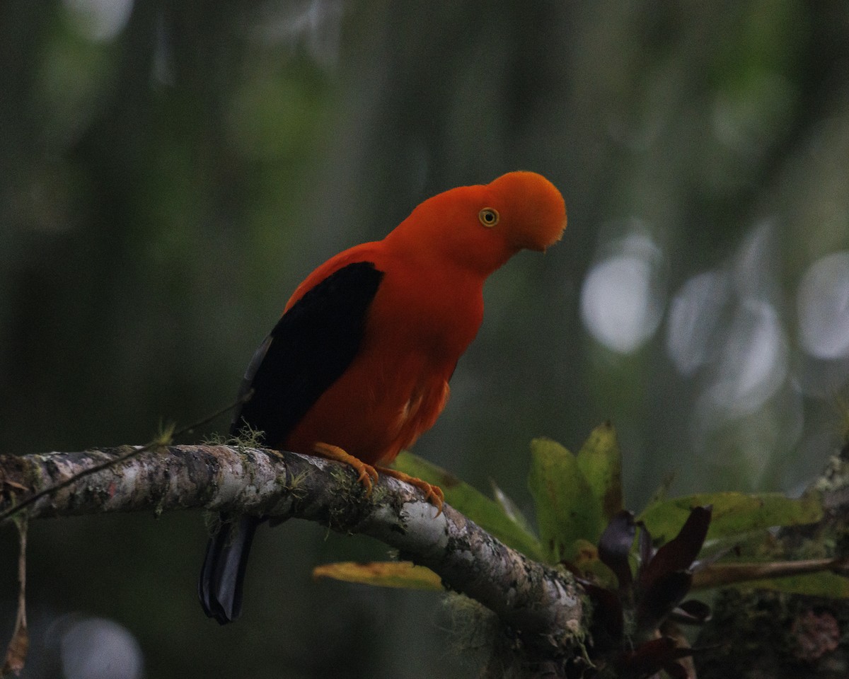 Andean Cock-of-the-rock - ML643786786