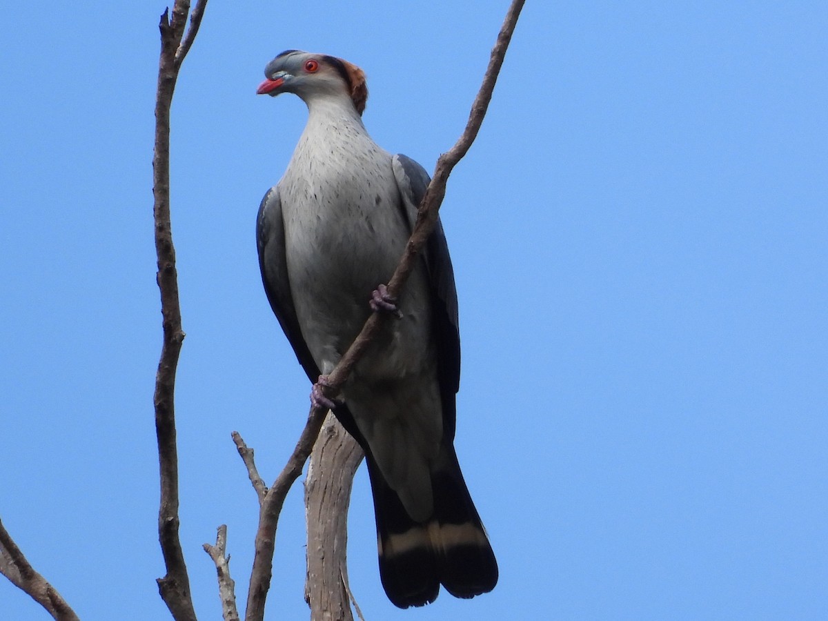 Topknot Pigeon - ML643786791