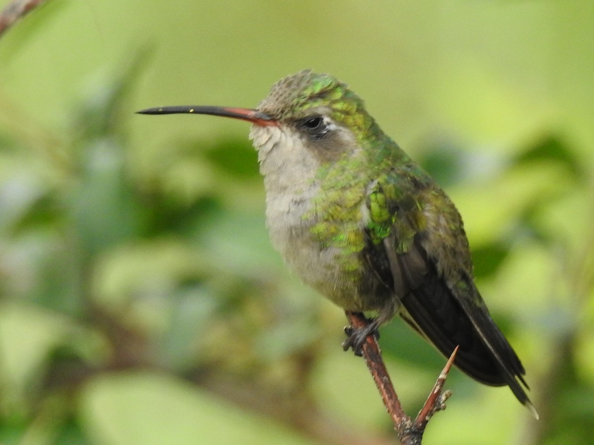 Broad-billed Hummingbird - ML643786799
