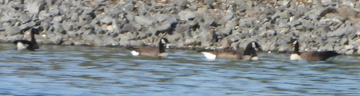 Canada Goose - ML643786800