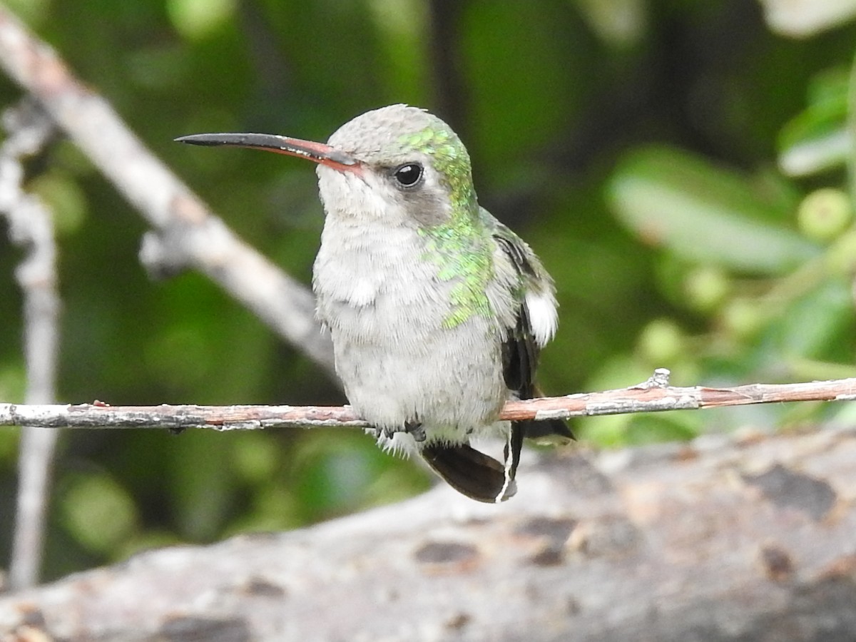 Broad-billed Hummingbird - ML643786803