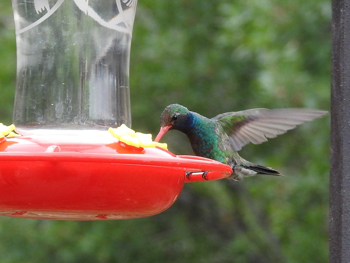 Broad-billed Hummingbird - ML643786809