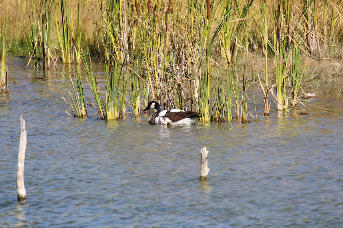 Canada Goose - ML643786832