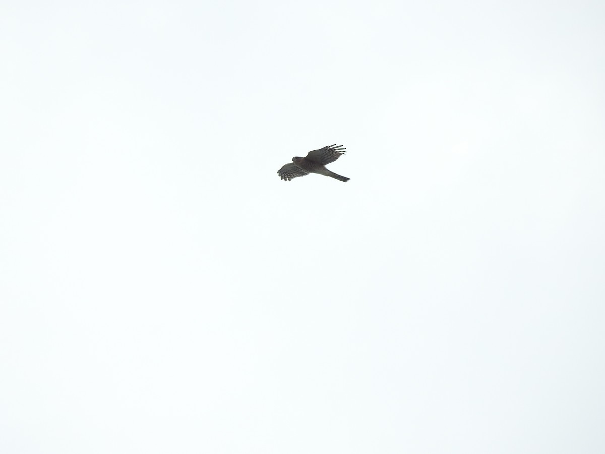 Sharp-shinned Hawk - ML643786882